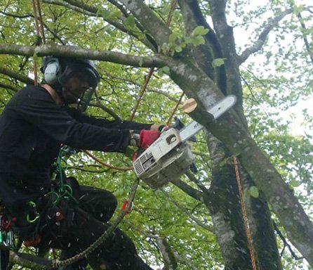 Photo of ADL Romford Tree Surgeon