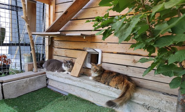 Photo de L'entr'chats pension féline sur Lyon