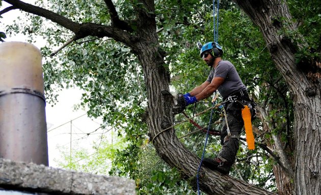 Photo of L'Arbre Urbain