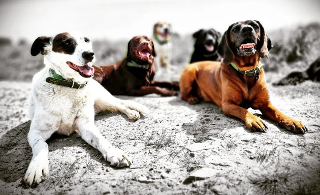 Foto von Hundeschule Patzker & Hundeauslauf Service