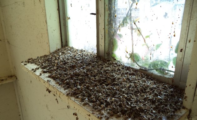 Photo of Hive Pro Bee Removal Inc.