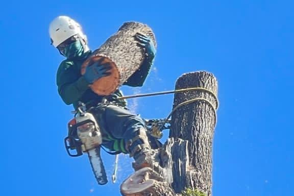 Photo of Rodriguez Gardening & Tree Service