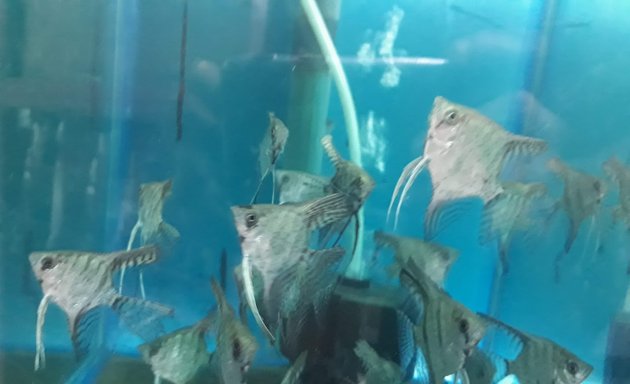 Photo of Hatim aquarium