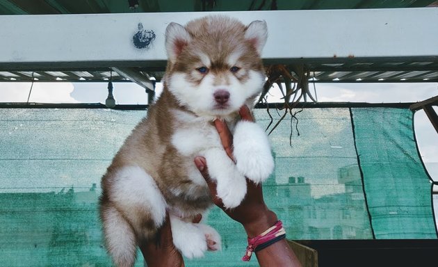 Photo of Astro Puppy kennel, Dog breeding center