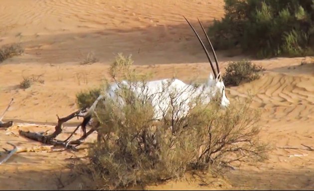 Photo of Arabian village desert safari
