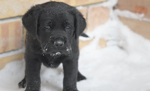 Photo of COPE Service Dogs