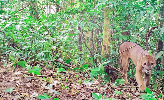 Photo of Panama Wildlife Conservation