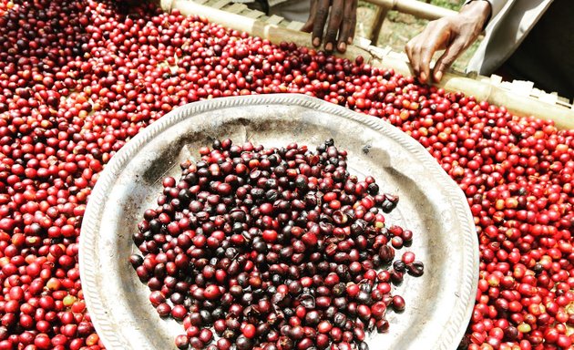 Photo of Lulo Coffee Export PLC