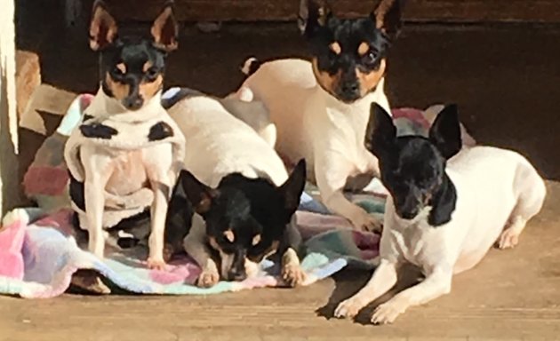 Photo of KAYANINI 1st ever TOY FOX TERRIERS in SA