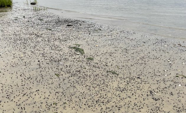 Photo of Broad Channel American Park