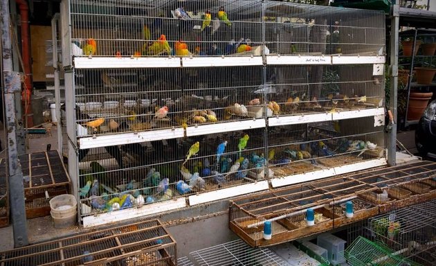 Photo de Marché aux Oiseaux