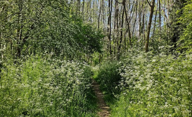 Photo of Coulsdon Coppice