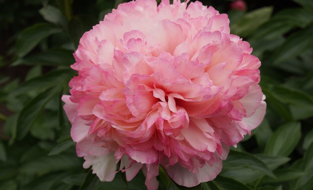 Photo of Prairie Peonies Display Garden