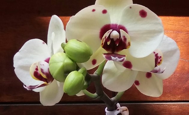 Foto de Chinen Orchids