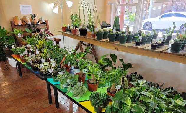 Photo of The Houseplant Store