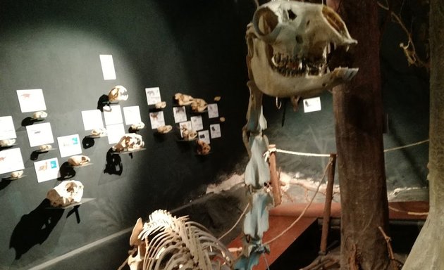 Foto de El Museo de Esqueletología