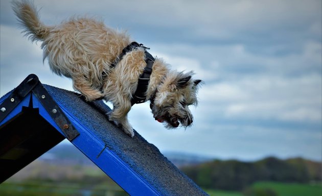 Photo of Bankhouse Barkers Dog Training Club