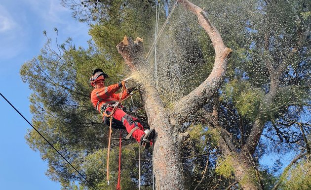 Photo de 🌳 Elagueur grimpeur arboriste 🌳 / spécialiste élagage et abattage arbres a risque & rognage de souche Aix-en-Provence