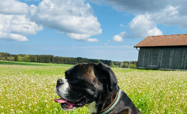 Foto von Die Strawanza Dogwalking München