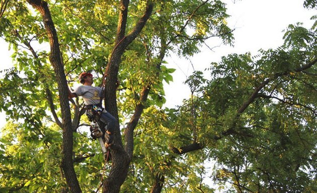 Photo of Donelson Tree Service