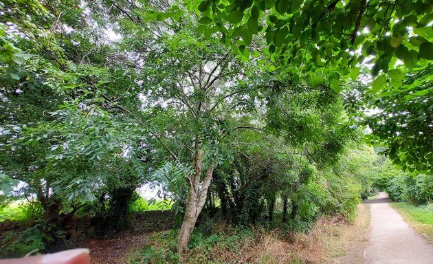 Photo of Churwell Urban Woodlands - Japa Woods