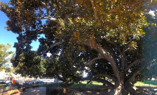 Photo of Moreton Bay Fig Lawn