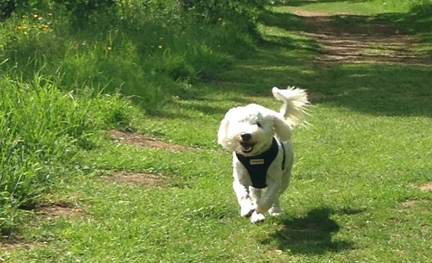 Photo of Top Dog Yorkshire