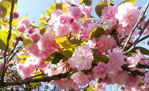 Foto de Jardín Japonés