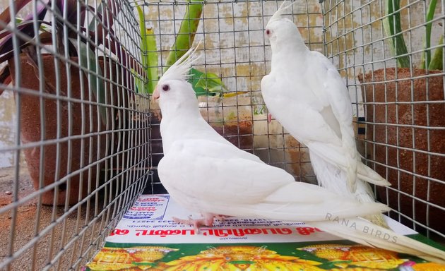 Photo of Nz birds Bangalora