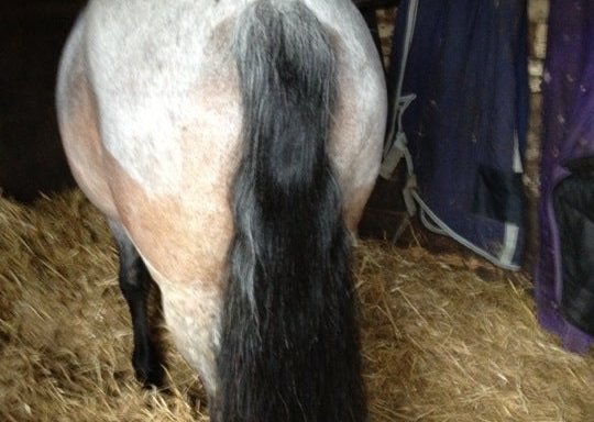 Photo of Kings Oak Equestrian Centre