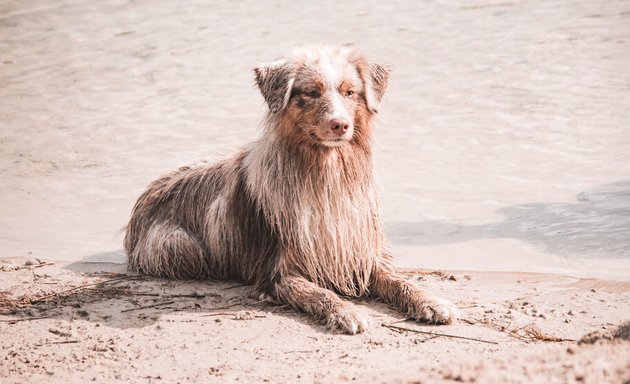 Foto von Freiheitsleben | Tierosteopathie & Tierakupunktur