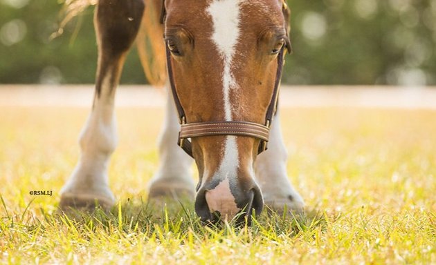 Photo of Benchmark Equestrian