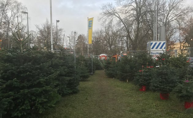 Foto von Werderaner Tannenhof - Weihnachtsbäume Tannen