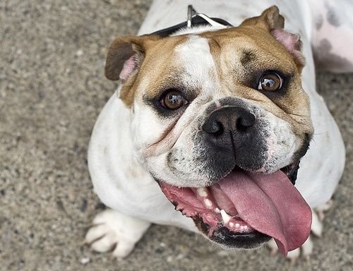 Photo of The Happy Dog - Dog Walking Service