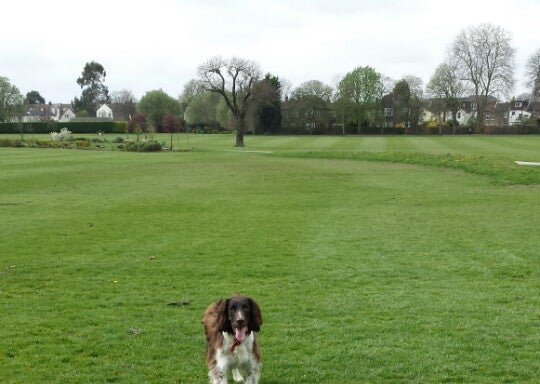 Photo of Whitehall Recreation Ground