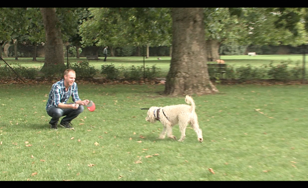 Photo of Dog Training in London