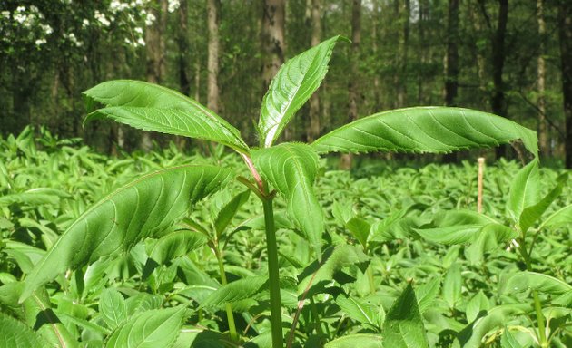 Photo of Knotweed Help - Japanese Knotweed Solicitors