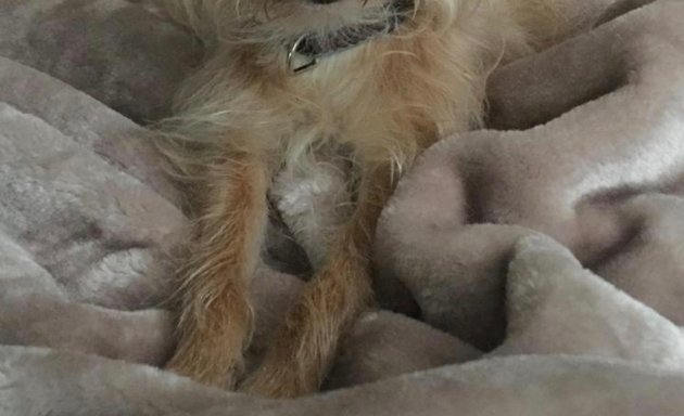 Photo of Horsforth Dog Grooming