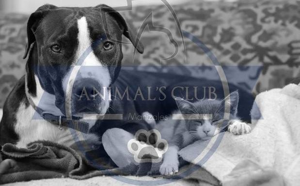 Foto de Animals Club Manizales