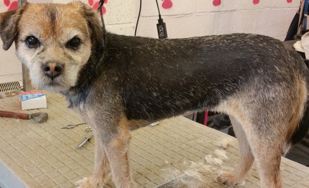 Photo of Bow Wow Wow Dog Grooming