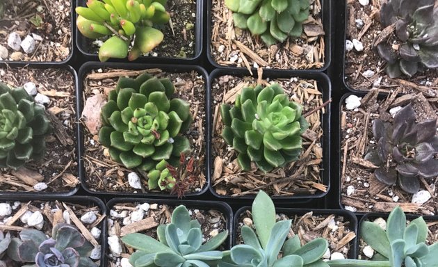 Photo of East Austin Succulents