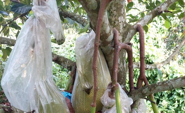 Photo of Taman Kekal Pengeluaran Makanan(TKPM), Batangsi