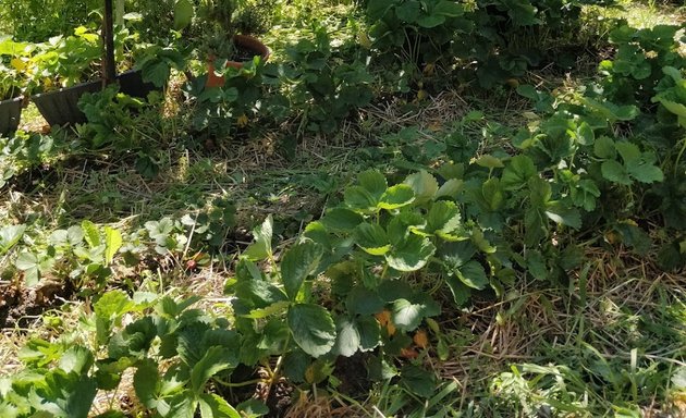 Photo of East Finchley Allotment