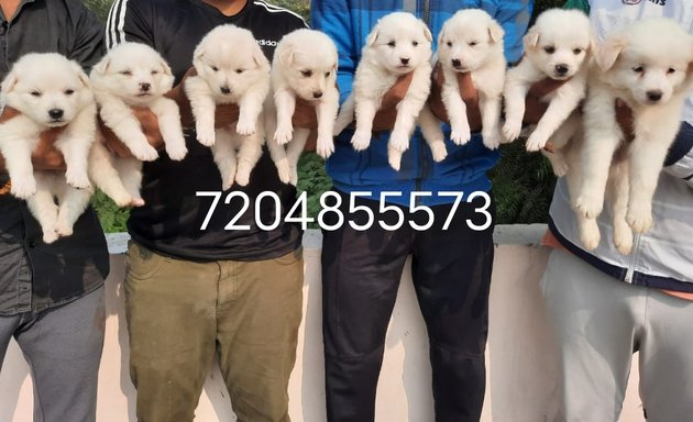Photo of dogs sale banglore puppies sale