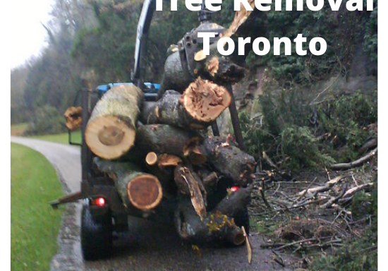 Photo of Tree Removal Toronto
