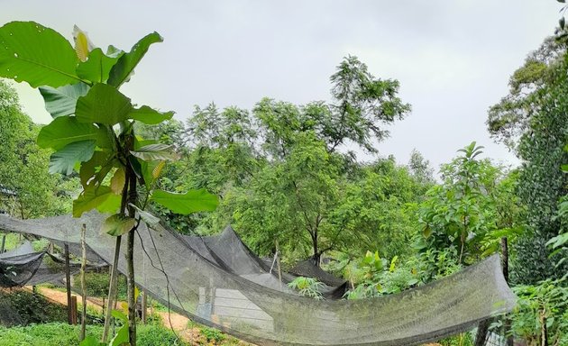 Photo of Ikan Haruan Segar Hulu Langat