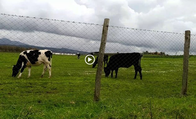 foto Azienda Agricola La Collinetta Di Francesco & Maurizio Evangelisti