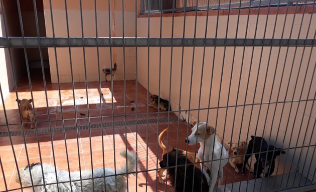 Foto de Protectora de Animales y Plantas de Alicante