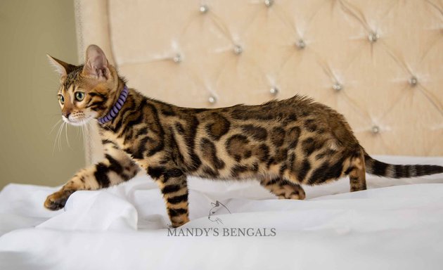 Photo of Mandy’s Bengals