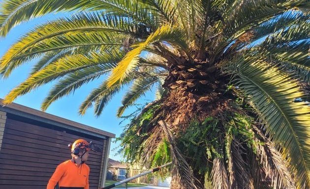 Photo of Same Day Trees & Palms Brisbane